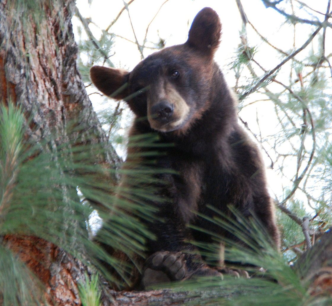 "Bear Woman" Lynne Gravier turned her ranch home into something of a luxury resort for more than a dozen bears, like this young California black bear, seen here in a tree in Los Angeles last year.