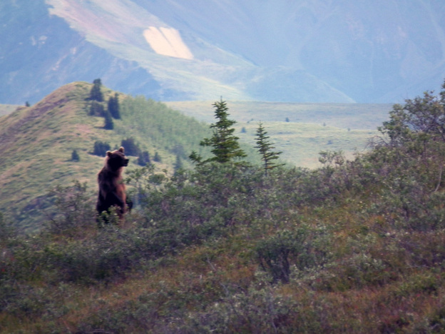 The grizzly.