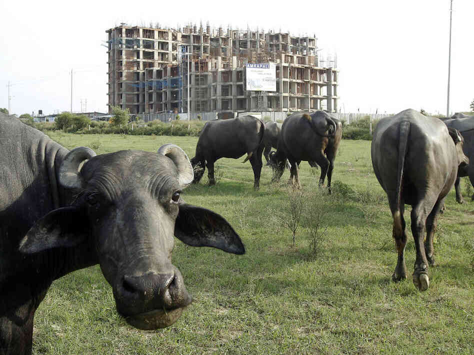 Buffalo graze in the backdrop of apartments under construction in Greater Noida, Aug. 3, 2011. While farmers seek fair compensation for their land, many worried buyers have invested their life savings in down payments on apartments that haven't been built yet. Buffalo graze in the backdrop of apartments under construction in Greater Noida, Aug. 3, 2011. While farmers seek fair compensation for their land, many worried buyers have invested their life savings in down payments on apartments that haven't been built yet.
