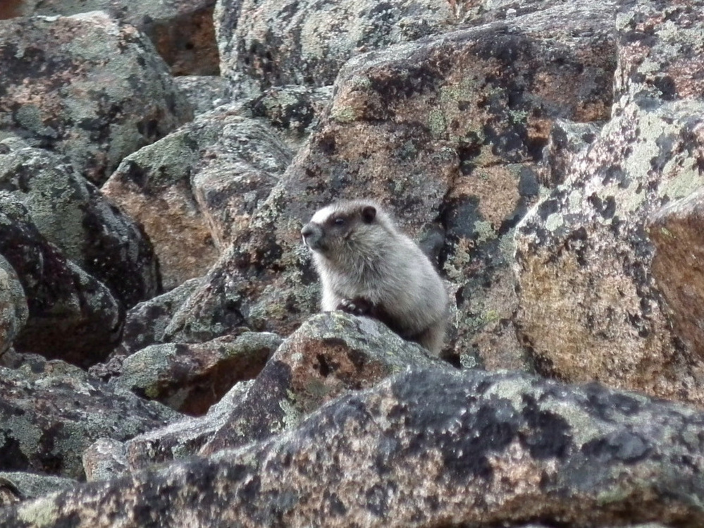 A marmot, climbing on the rocks in Alaska.