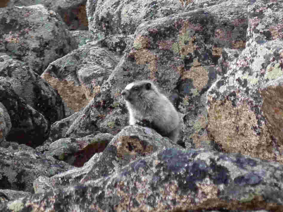 A marmot, climbing on the rocks in Alaska.