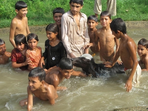 Children swim in the canals in rural Pakistan with  their livestock. According to a new government survey, Pakistan is producing nearly 4 million babies every year, and most are born into poverty.