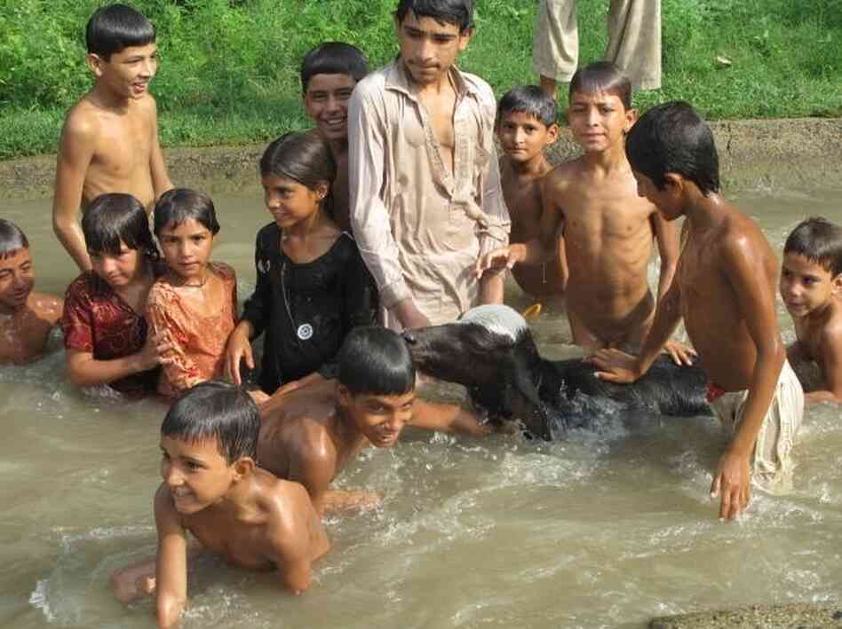 Children swim in the canals in rural Pakistan with  their livestock. According to a new government survey, Pakistan is producing nearly 4 million babies every year, and most are born into poverty.
