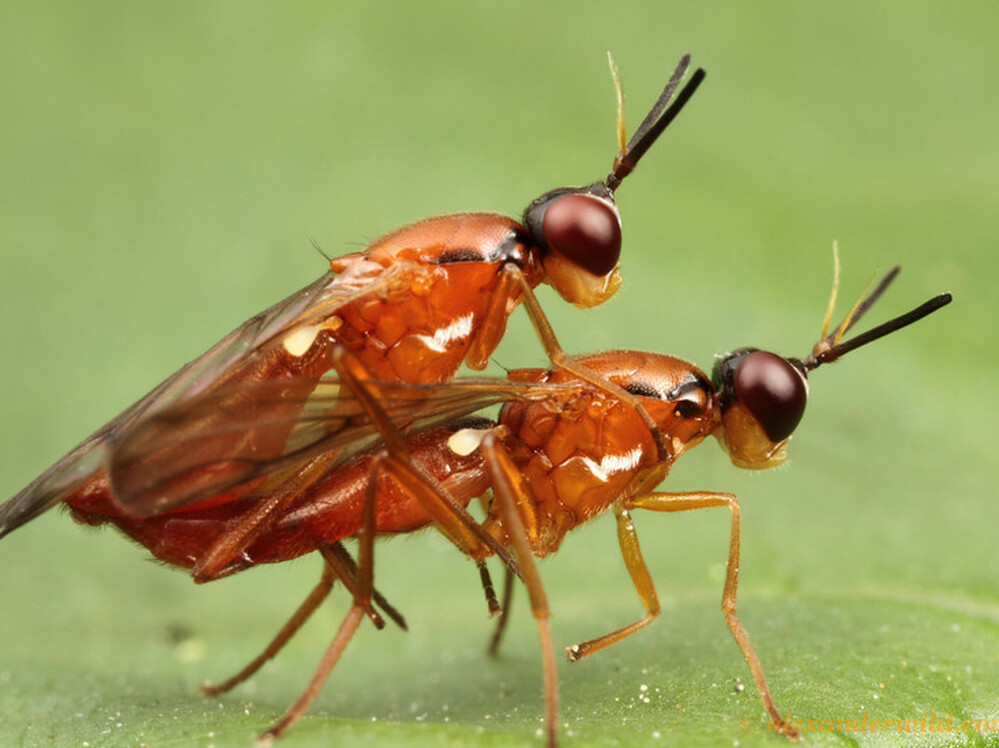 A pair of flies mate on a leaf. Male damsel flies use all sorts of tricks to  get females to use their sperm — and not the sperm of another male  damsel fly — to fertilize their eggs.