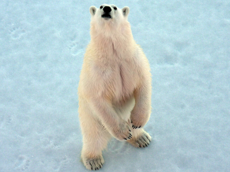 A polar bear approaches the Louis S. St.-Laurent, Canada's largest icebreaker, as it makes its way through the Northwest Passage in mid-July. The ship was on a journey that began in Newfoundland and would ultimately take it to the Beaufort Sea.