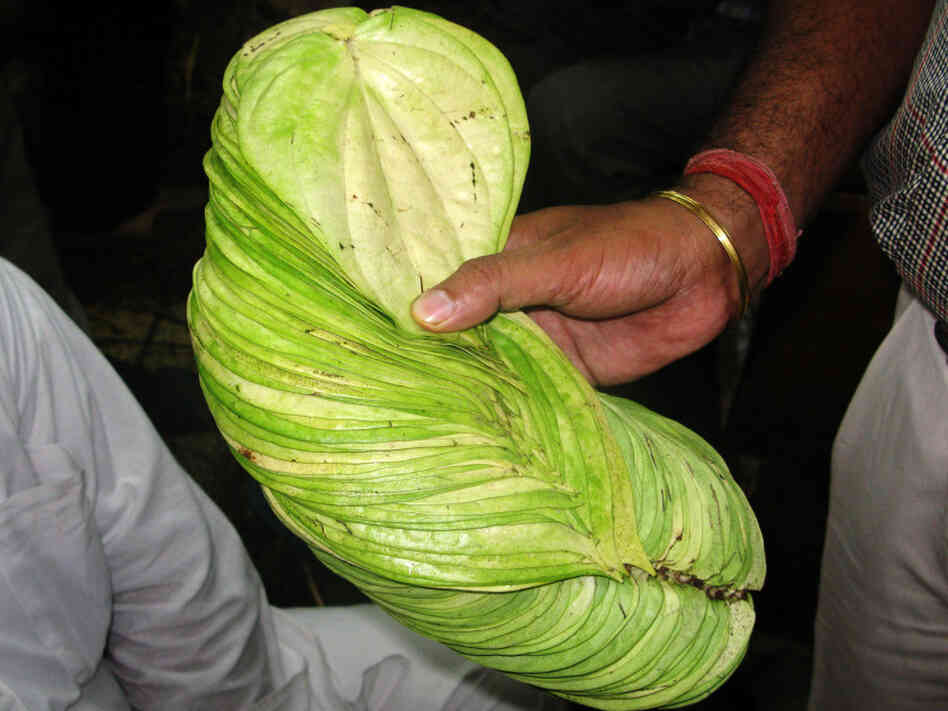 A broker displays a sheaf of Benares betel leaves from the area around the holy city of Varanasi. They're considered to be one of the finest varieties of paan. A broker displays a sheaf of Benares betel leaves from the area around the holy city of Varanasi. They're considered to be one of the finest varieties of paan.
