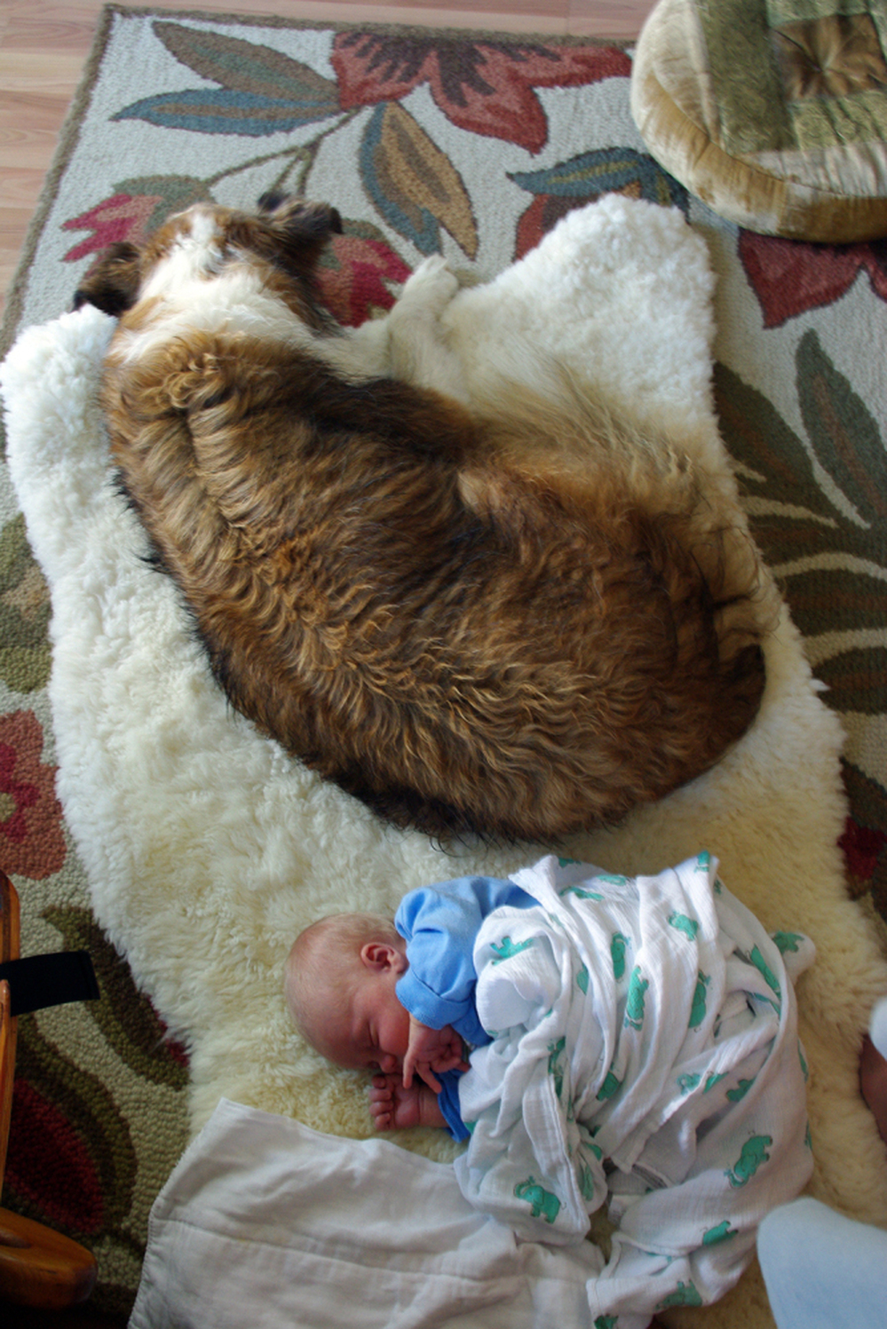 Finn sleeps with his "sister" Nugget at Sarah and Chad's home in Maine.