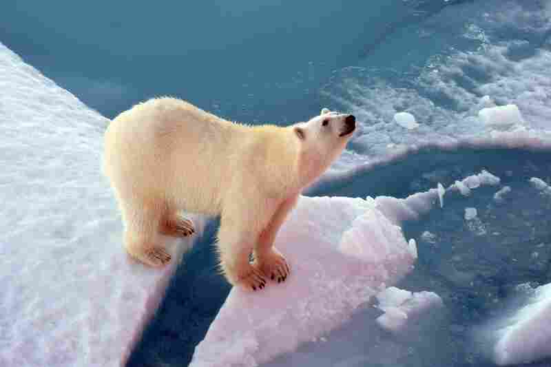 Polar bears frequently lumber along the ice floes on the Northwest Passage. The massive creatures often approach the icebreaker, like this curious bear, and are sometimes rewarded with food scraps.