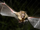 A vampire bat is caught in a net in the northeastern Amazon in Brazil in 2005. A vampire bat is caught in a net in the northeastern Amazon in Brazil in 2005.