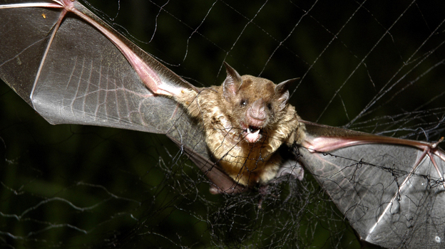 A vampire bat is caught in a net in the northeastern Amazon in Brazil in 2005.