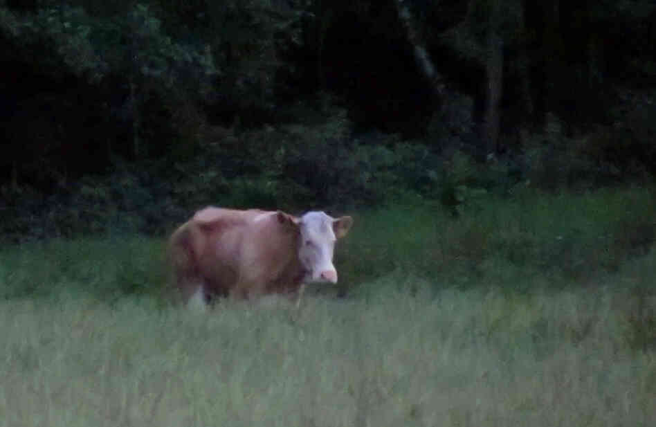 A cow named Yvonne has eluded capture since escaping a German farm in May. She's been spotted roaming a forest, but searchers haven't been able to get close to her. Now an animal psychic has been called in.