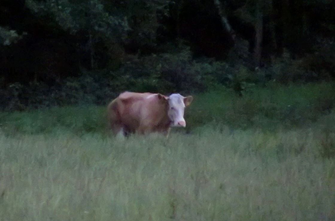 A cow named Yvonne has eluded capture since escaping a German farm in May. She's been spotted roaming a forest, but searchers haven't been able to get close to her. Now an animal psychic has been called in.