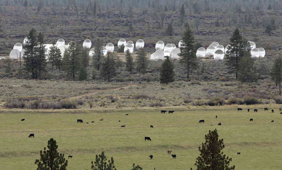 SETI says that its Allen Telescope Array will be back online in September, thanks to funding secured from online donations. The array is seen here, adjacent to a cow pasture in Hat Creek, Calif.