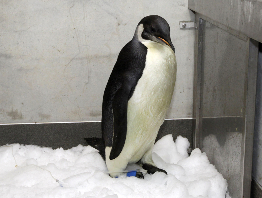 An Antarctic penguin pauses after treatment at Wellington Zoo in June.