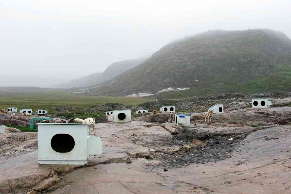 Some 3,500 huskies spend the summer lazing around Ilulissat, and it's unclear how much they'll be needed in the winter because of warming conditions.