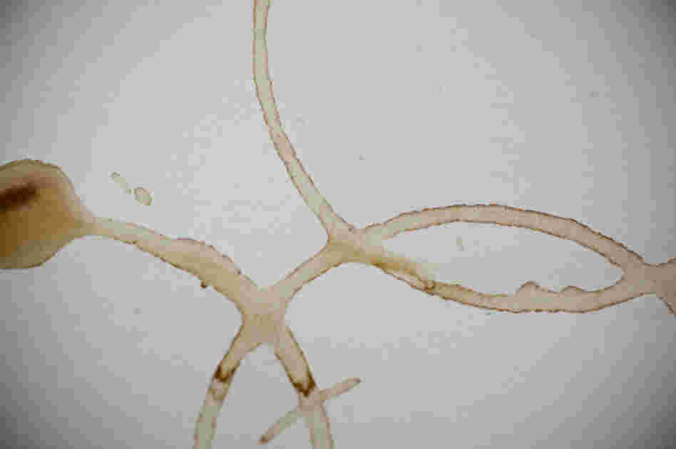 Scientists now know why coffee rings have dark, well-defined edges, as seen in the image above. The research finding may have implications on the development of inks and paints. Scientists now know why coffee rings have dark, well-defined edges, as seen in the image above. The research finding may have implications on the development of inks and paints.