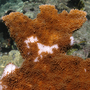 White pox disease on a frond of the endangered elkhorn coral on Carysfort Reef in the Florida Keys. The bacteria are overlying the coral tissue, exposing the coral's white limestone skeleton underneath.