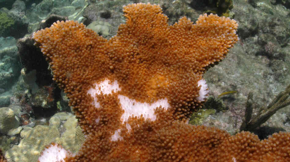 White pox disease on a frond of the endangered elkhorn coral on Carysfort Reef in the Florida Keys. The bacteria are overlying the coral tissue, exposing the coral's white limestone skeleton underneath. White pox disease on a frond of the endangered elkhorn coral on Carysfort Reef in the Florida Keys. The bacteria are overlying the coral tissue, exposing the coral's white limestone skeleton underneath.