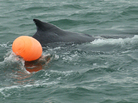A charter fishing boat first reported seeing this humpback whale calf, snarled in fishing line, near Alaska's Halibut Cove in Lynn Canal. A charter fishing boat first reported seeing this humpback whale calf, snarled in fishing line, near Alaska's Halibut Cove in Lynn Canal.