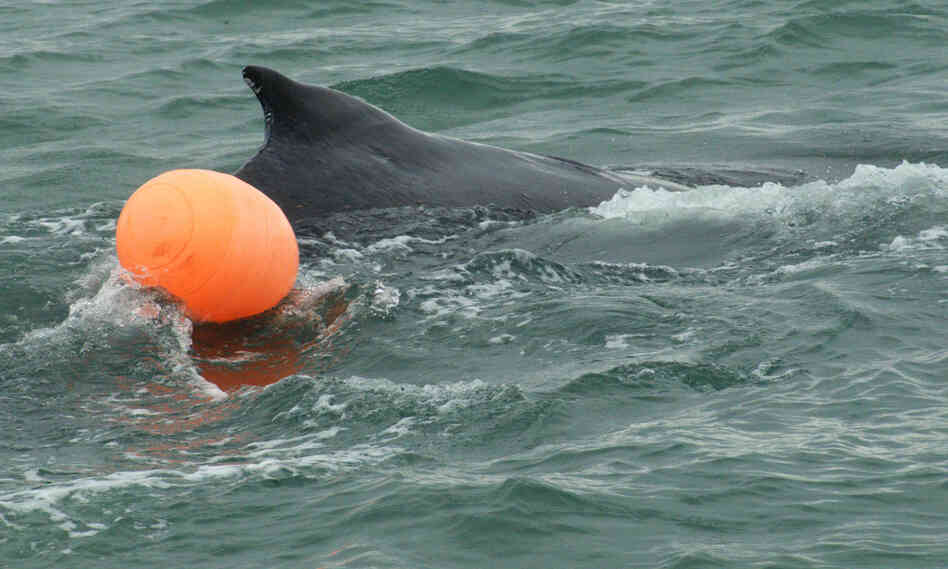 A charter fishing boat first reported seeing this humpback whale calf, snarled in fishing line, near Alaska's Halibut Cove in Lynn Canal. A charter fishing boat first reported seeing this humpback whale calf, snarled in fishing line, near Alaska's Halibut Cove in Lynn Canal.