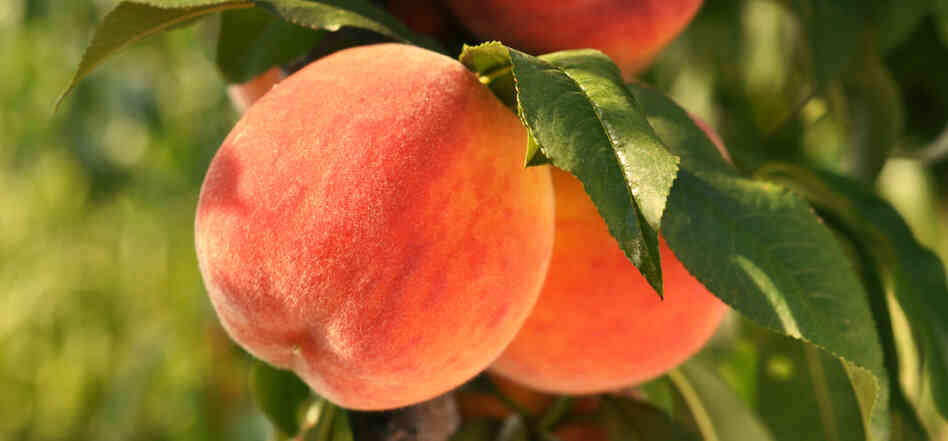Is It Ripe? "To pick a perfect peach, obviously you need to pick it off the tree yourself," says Clemson University peach specialist Desmond Layne. But for those of us who pick peaches in supermarkets and not in orchards, he has three simple suggestions: Smell it. Squeeze it. Look at where it's from. Is It Ripe? "To pick a perfect peach, obviously you need to pick it off the tree yourself," says Clemson University peach specialist Desmond Layne. But for those of us who pick peaches in supermarkets and not in orchards, he has three simple suggestions: Smell it. Squeeze it. Look at where it's from.