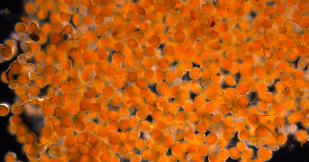 This sample of orange goo has been identified as a mass of rust fungus spores.