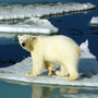 A polar bear makes its way across the ice in Canada's Northwest Passage. Melting ice in the Arctic will make survival increasingly difficult for wildlife in the region. A polar bear makes its way across the ice in Canada's Northwest Passage. Melting ice in the Arctic will make survival increasingly difficult for wildlife in the region.