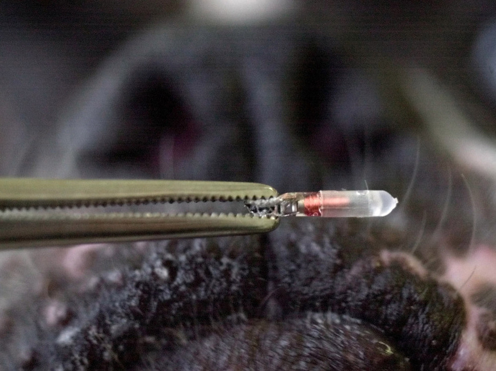 Lisa Peterson of the American Kennel Club says the best way dog owners can protect their pets is to have microchips implanted.