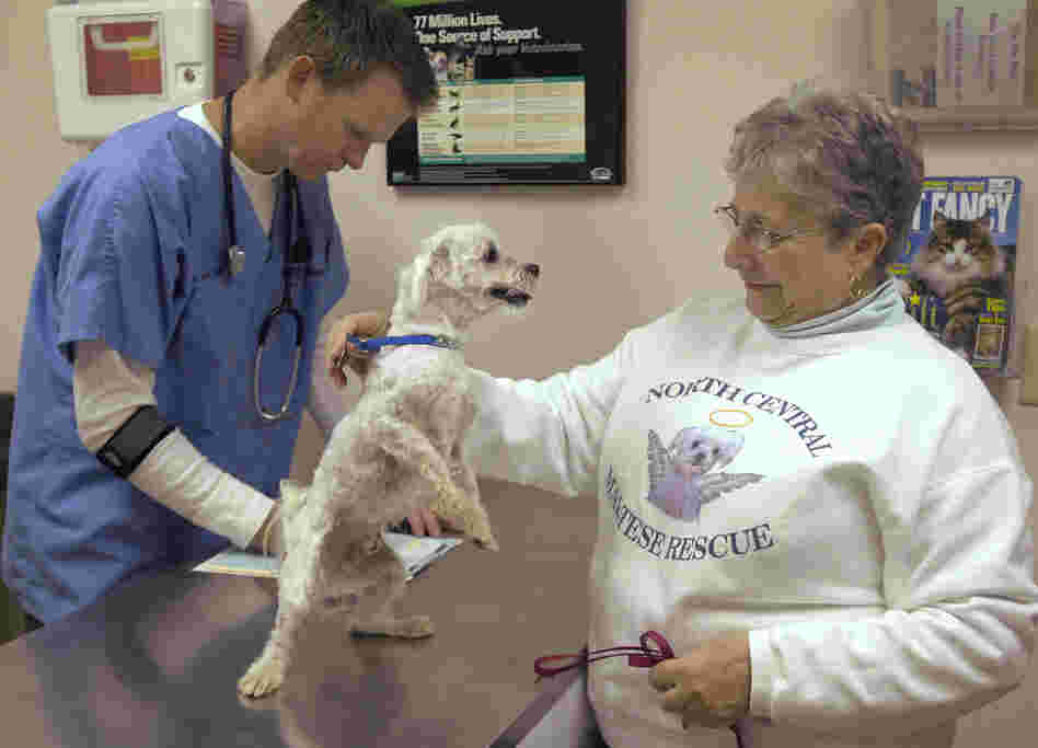 Mary Palmer brings Max in for a checkup at Belle City Veterinary Hospital in Racine, Wis., on Oct. 29, 2008. Max was stolen from his yard in Florida and turned up several months later in Chicago.