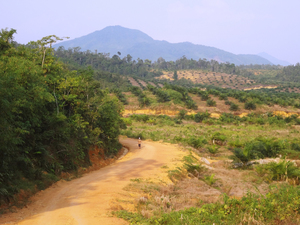 Palm oil plantations cover the hills of western Borneo, where the world's oldest rainforests once stood. Palm oil plantations cover the hills of western Borneo, where the world's oldest rainforests once stood.