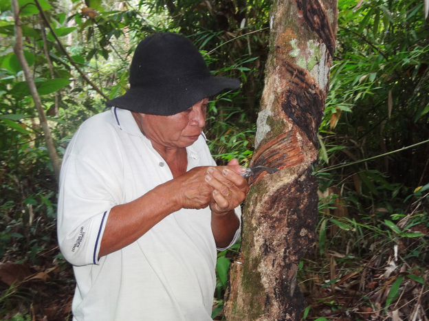 Layan Lujum, 80, Sekendal's village chief, cuts grooves in one of his rubber trees.  Indigenous people in Borneo say they can make  more money selling the latex sap from rubber trees than working on the area's palm oil plantations.