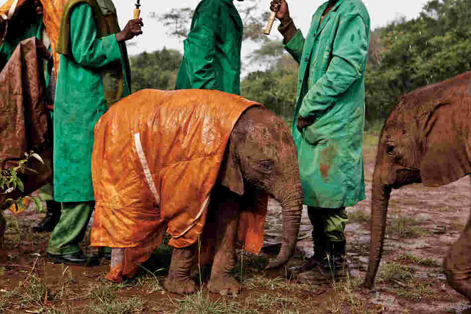 Little orphan Shukuru wears a custom-made raincoat at the David Sheldrick Wildlife Trust's Nairobi Elephant Nursery in Kenya.