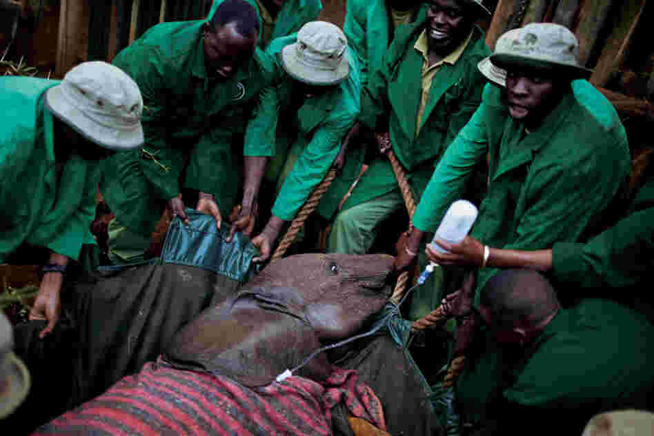 Not all of the orphan elephants survive. Many of them, especially those that have already spent time with their wild families, are too devastated by the loss.
