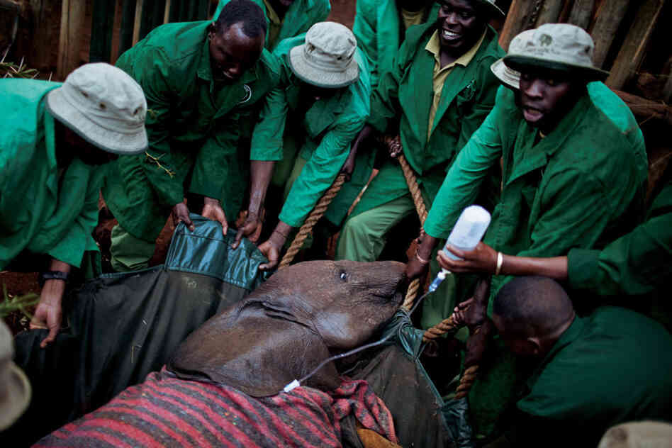 Not all of the orphan elephants survive. Many of them, especially those that have already spent time with their wild families, are too devastated by the loss.