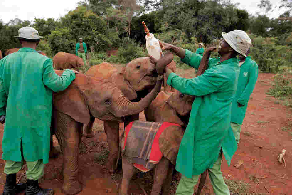 Orphans playfully vie for a bottle of formula not finished by little Sities, the blanketed baby at the keeper's feet.