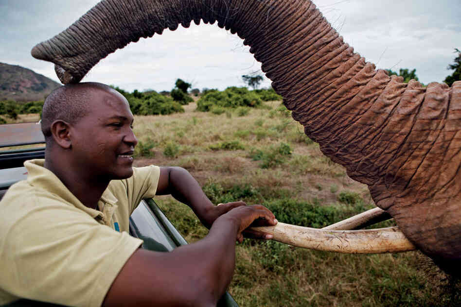 Emily, now 17 years old and the matriarch of her herd, greets head keeper Joseph Sauni a day after he helped remove a poacher's arrow from her side. Elephants released into the wild often come back for help, says Sauni, "or to show off babies."