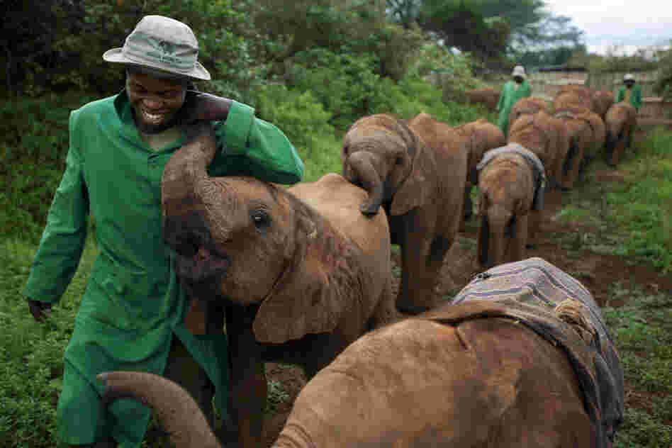 Elephant orphans form intense bonds with their caregivers and vice versa. "It's not for the wages," explains one veteran keeper. "The more you're with them, the more you satisfy yourself. You just love them."