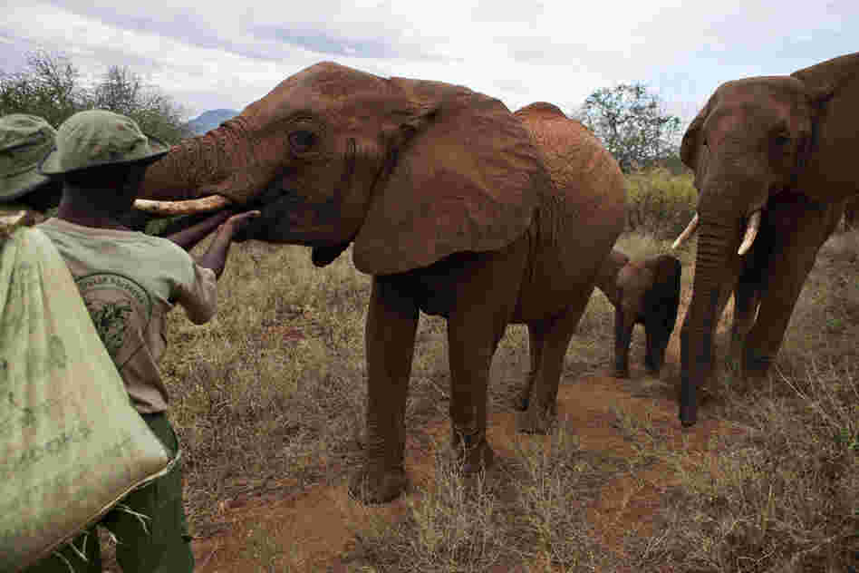 Emily is an orphan that transitioned into the wild and now leads a group of 22 independent orphans.