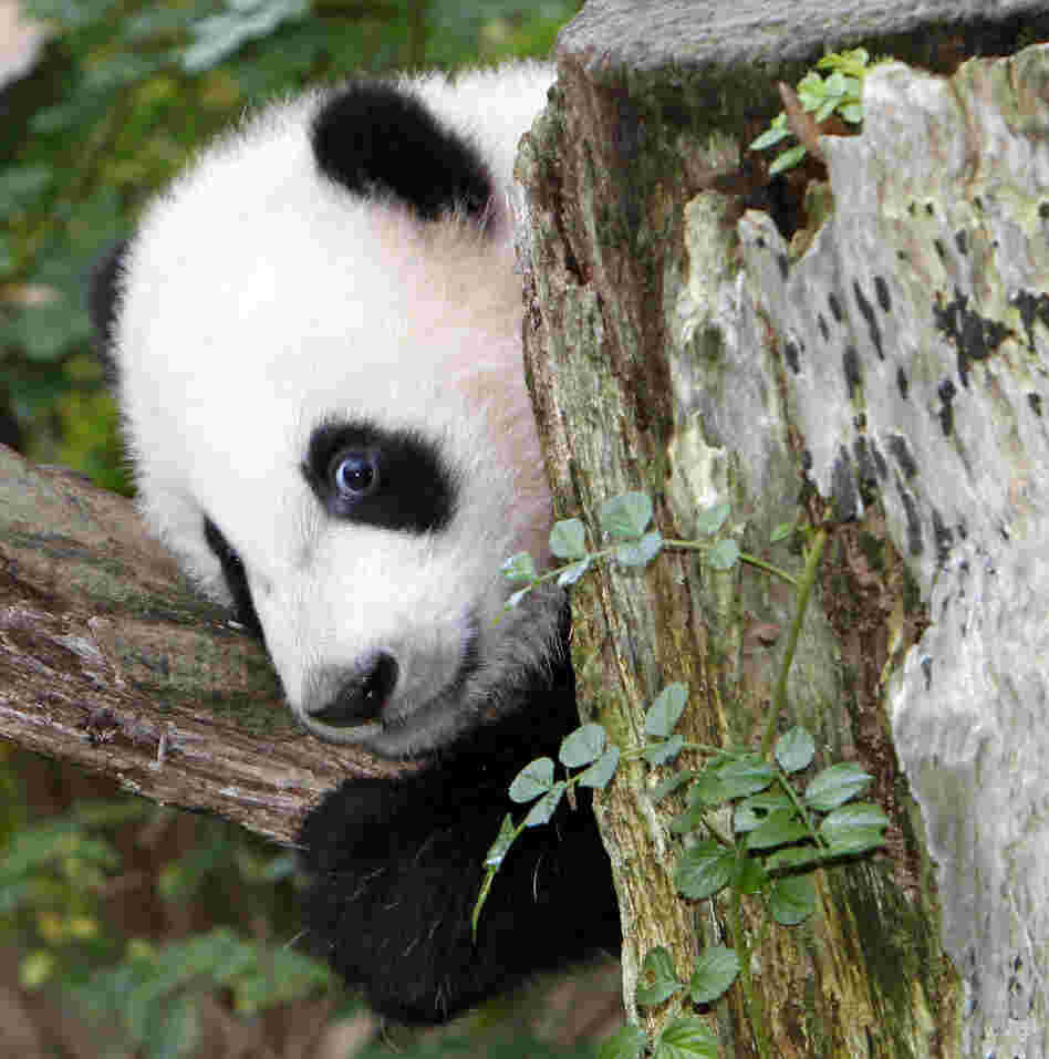 Seen here when he was five months old, Yun Zi is two years old now, and on August 5th, the San Diego Zoo gave him a cake. Seen here when he was five months old, Yun Zi is two years old now, and on August 5th, the San Diego Zoo gave him a cake.