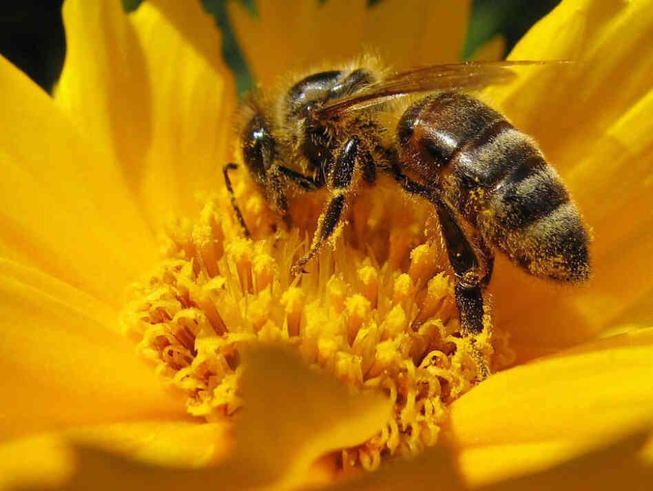 A bee at work.