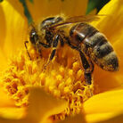 A bee at work. A bee at work.