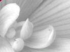 Language of Flowers Language of Flowers