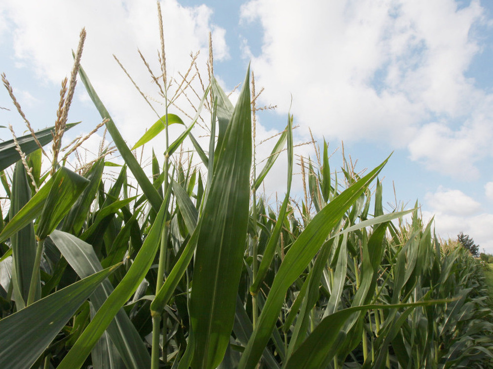 High grain prices and increasing yields have been an economic windfall for farmers. Low stockpiles, the use in ethanol production and orders from China have driven up demand, and are expected to keep corn prices high.