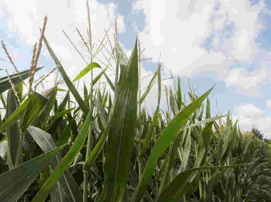 High grain prices and increasing yields have been an economic windfall for farmers. Low stockpiles, the use in ethanol production and orders from China have driven up demand, and are expected to keep corn prices high.