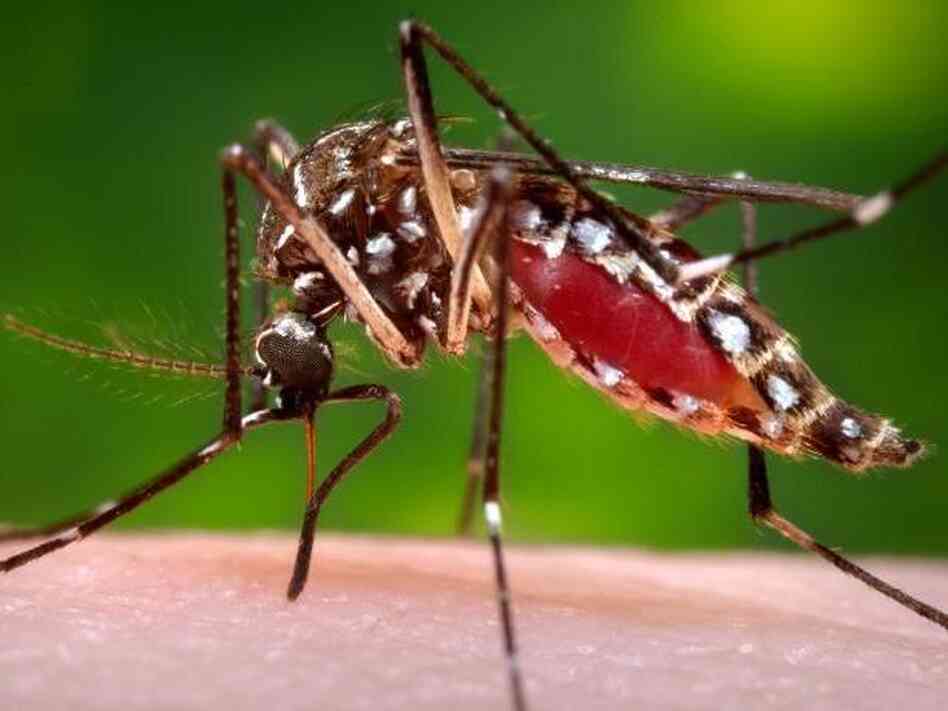 Researchers hope to keep the mosquito that transmits dengue, Aedes aegypti, from infecting humans using the Wolbachia bacterium. Researchers hope to keep the mosquito that transmits dengue, Aedes aegypti, from infecting humans using the Wolbachia bacterium.