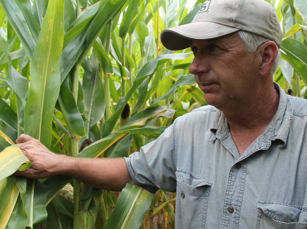 Corn grower Vernon Flinn is hoping for rain to boost his yields this year. Corn prices have doubled since last summer, and farmers are gunning for bushels as high per acre as possible.