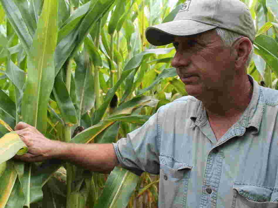 Corn grower Vernon Flinn is hoping for rain to boost his yields this year. Corn prices have doubled since last summer, and farmers are gunning for bushels as high per acre as possible.