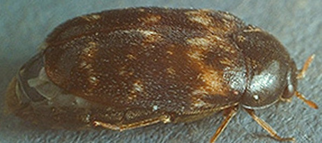 The Khapra beetle. If you see one, tell the authorities. The Khapra beetle. If you see one, tell the authorities.