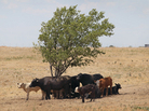 Cattle use a tree for shade near Canadian, Texas, in late July, with temperatures rising above 100 degrees. A severe drought has caused shortages of grass, hay and water in most of Texas, forcing ranchers to thin their herds or risk losing their cattle to the drought. Cattle use a tree for shade near Canadian, Texas, in late July, with temperatures rising above 100 degrees. A severe drought has caused shortages of grass, hay and water in most of Texas, forcing ranchers to thin their herds or risk losing their cattle to the drought.