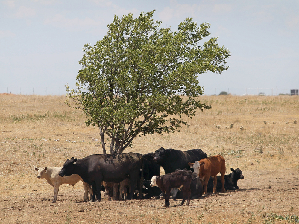 Cattle use a tree for shade near Canadian, Texas, in late July, with temperatures rising above 100 degrees. A severe drought has caused shortages of grass, hay and water in most of Texas, forcing ranchers to thin their herds or risk losing their cattle to the drought.